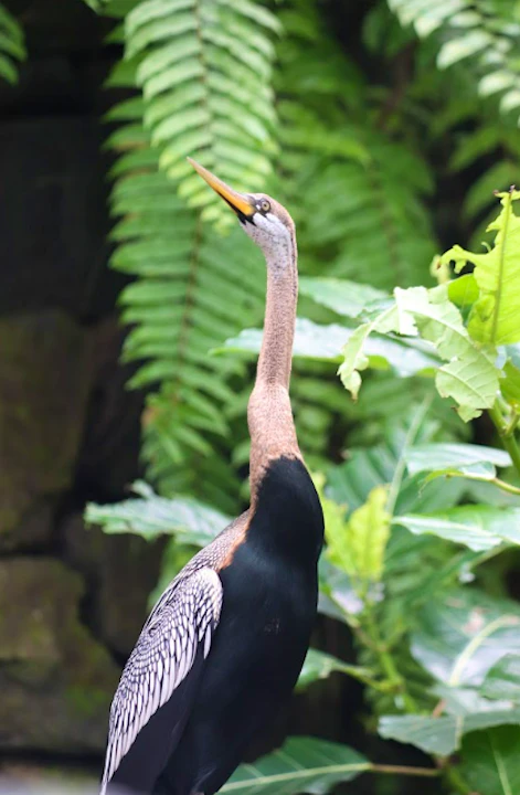Bali Bird Park Tickets Review